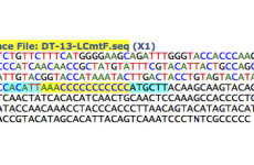 mtDNA_DT_F13